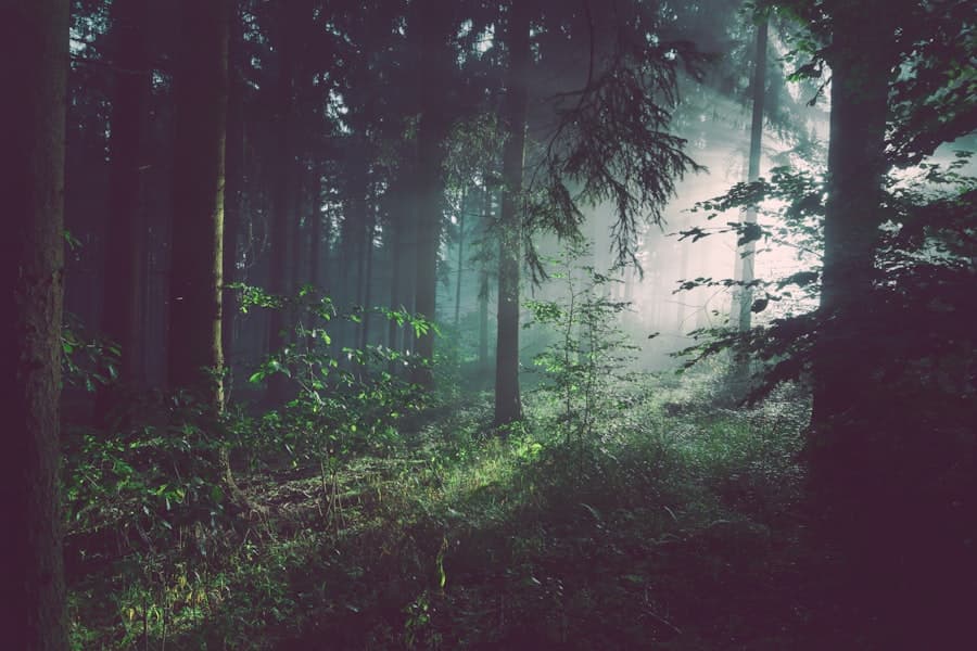 Environment & Natural Resources
